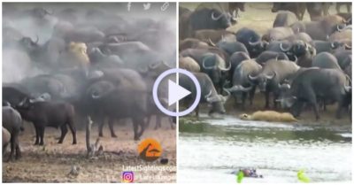 Video: Sư tử cái bị đàn trâu rừng giẫm đạp rồi hất văng lên không trung