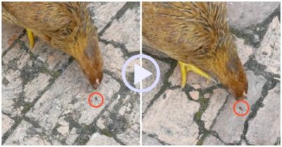 Video: Gà mổ kiến trăm phát đều trượt