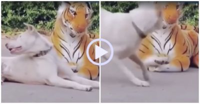 Video: Cún con giật bắn mình khi thấy hổ