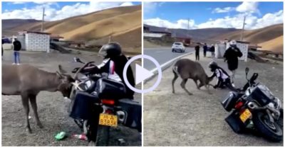 Video: Bảo vệ chiếc mô tô bị húc, chủ xe lao ra vật lộn với hươu