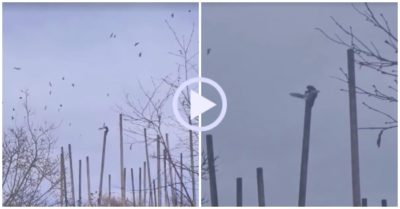 Video: Khỉ leo lên cột cao 7 m vồ mòng biển