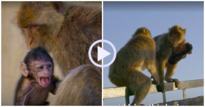 Video: Khỉ mẹ liều mình rượt đuổi kẻ bắt cóc đòi lại con non