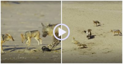 Video: Linh cẩu một mình chống lại bầy chó rừng để mang thức ăn về cho con