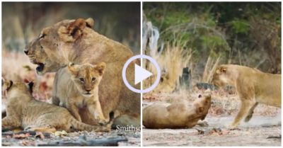 Video: Sư tử mẹ ‘dằn mặt’ đồng loại để bảo vệ con non
