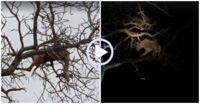 Video: Sư tử mẹ liều mình trèo cây cướp mồi của báo hoa mai