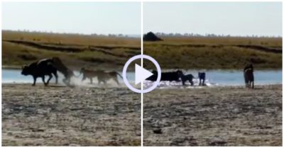 Video: Trâu rừng chạy thoát giữa vòng vây của bầy sư tử