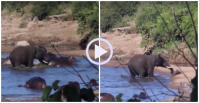 Video: Voi nổi giận húc hà mã chạy tán loạn