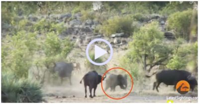 Video: Đàn trâu rừng hợp sức cứu voi con khỏi nanh vuốt sư tử