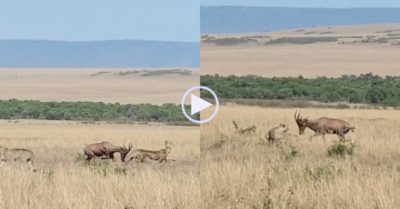 Video: Linh dương mẹ đấu với báo săn để bảo vệ con non