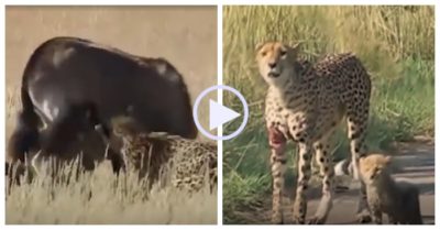Video: Đàn báo săn hợp sức hạ gục linh dương
