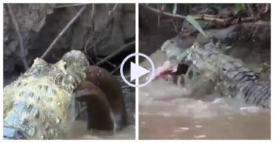 Video: Cá sấu bị cướp chiến lợi phẩm ngay trên miệng