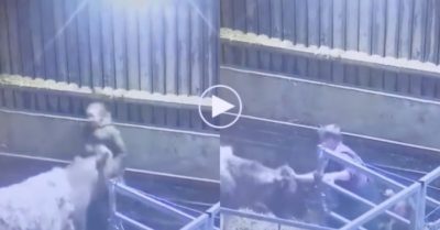 Video: Chồng lao vào cứu vợ bị bò húc kinh hoàng