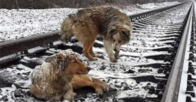 Video: Chú chó Panda quyết không bỏ lại bạn mắc kẹt trên đường ray