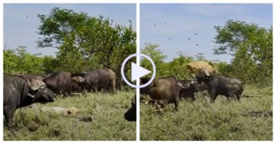 Video: Sư tử đực bị hất tung lên không trung và cái kết bất ngờ