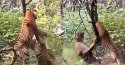 Video: Hai con hổ đực vật nhau như võ sĩ