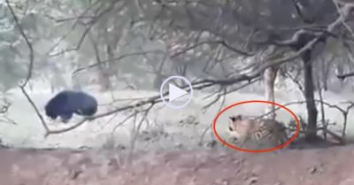 Video: Liều mạng vồ gấu ‘khủng’, hổ dữ nhận kết cục tơi tả