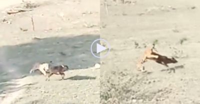 Video: Bê con bị hổ vồ và màn thoát chết ở phút chót