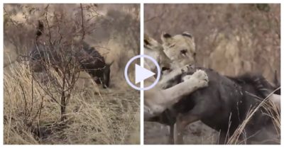 Video: Đàn sư tử phục kích linh dương đầu bò đang chạy trốn báo hoa mai