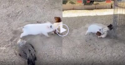 Video: Lợn con can ngăn hai con gà mổ nhau