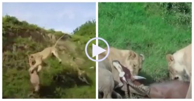 Video: Sư tử tóm gọn linh dương bằng một cú phi thân