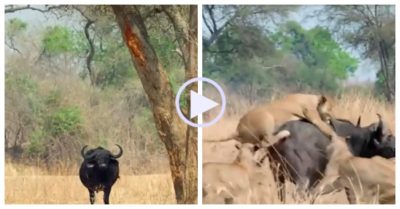 Video: Mắc mưu sư tử, trâu rừng bỏ mạng khi bị lùa vào ổ phục kích