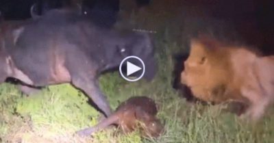 Video: Đàn trâu kéo đến uy hiếp, cứu nghé con từ vuốt sư tử