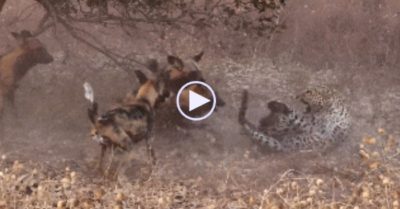 Video: Báo hoa mai bị bầy chó hoang ‘đánh hội đồng’ và kết cục bất ngờ