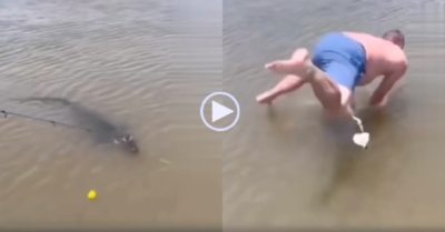 Video: Thanh niên nhảy xuống nước bắt cá sấu ‘lởn vởn trêu ngươi’