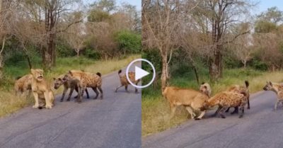 Video: Sư tử cái bỏ chạy khi bị bầy linh cẩu tấn công
