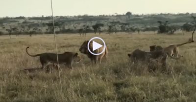 Video: Sư tử đực bị bầy sư tử cái bao vây tấn công