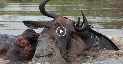 Video: Bầy linh dương đầu bò ngu ngốc, lần lượt biến mình thành bữa ăn cho cá sấu