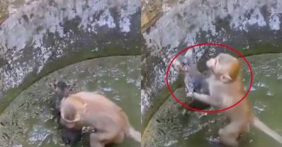 Video: Khỉ cố gắng cứu mèo con mắc kẹt trong bể đầy bùn