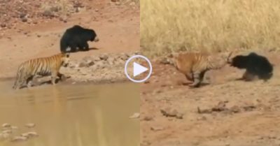 Video: Bị quật ngã bất ngờ, gấu lợn phản đòn cắn trả hổ Bengal