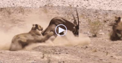 Video: Linh dương sừng thẳng Ả Rập một mình ‘cân’ 2 sư tử