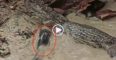 Video: ‘Vũ khí’ cá chình điện lợi hại thế nào mà hạ gục cả cá sấu