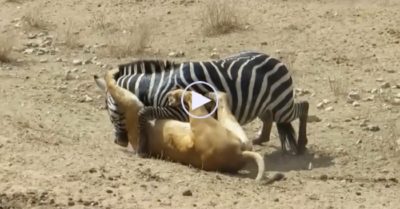 Video: Sư tử kêu la thảm thiết khi bị ngựa vằn đè xuống đất cắn