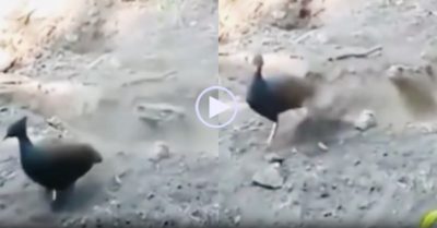 Video: Rồng Komodo cam chịu khi bị chim hất đất vào mặt