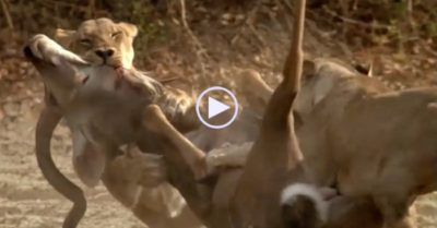 Video: Bầy sư tử ‘giăng bẫy’ đoạt mạng linh dương vằn Kudu