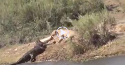 Video: Sư tử liều lĩnh lao xuống sông cướp thức ăn từ cá sấu ‘khổng lồ’