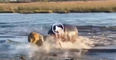 Video: Sư tử vượt sông suýt bị hà mã ngoạm chết