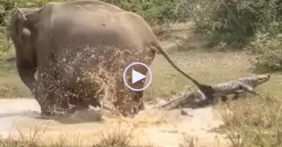 Video: Voi mẹ quật cường chiến đấu với cá sấu để cứu con non