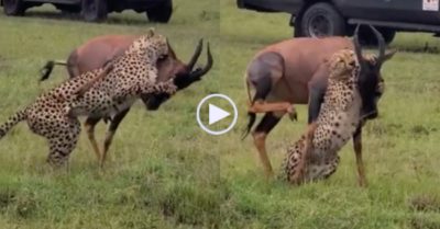 Video: Linh dương phản đòn, tử chiến nảy lửa với báo săn