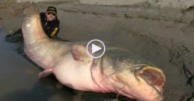 Video: Người đàn ông bắt được con cá ‘quái vật’ nặng 127kg