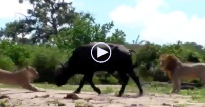 Video: Trâu rừng một mình đối đầu 2 con sư tử và kết cục bất ngờ