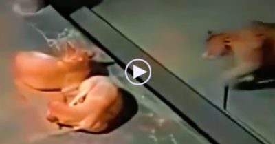 Video: Báo hoa mai nhẹ nhàng tiếp cận, tung cú cắn hạ gục chó nhà