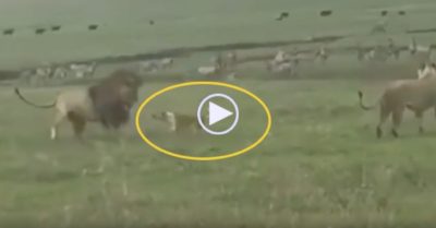 Video: Chó nhà chạy đến trước mặt đôi sư tử sủa lớn rồi bất ngờ tấn công