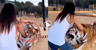 Video: Cô gái bị con hổ liên tục há miệng ngoạm vào tay, chân