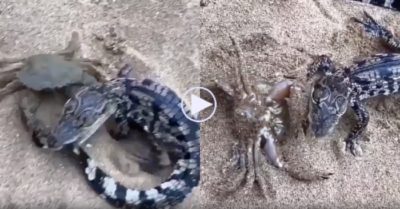 Video: Cá sấu đau đớn khi bị cua kẹp hàm