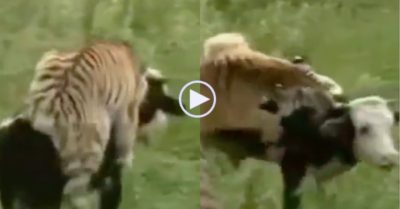 Video: Chúa sơn lâm tốn bao công sức mới quật ngã được con bò lì lợm