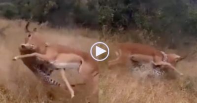 Video: Linh dương phản đòn, hành báo săn ‘thừa sống thiếu chết’
